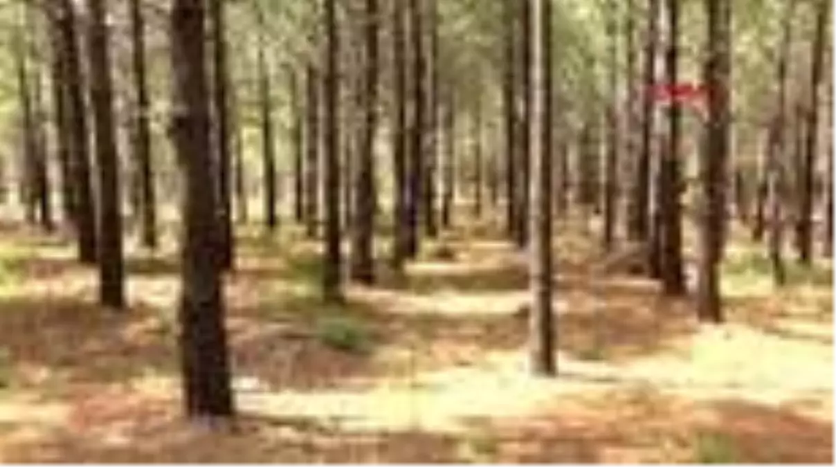 BELGRAD ORMANI'NDA ATLI BİRLİKLERLE DENETİM