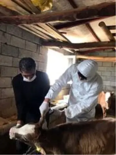 Büyük ve küçükbaş hayvanlarda kimliklendirme çalışmaları devam ediyor Büyük ve küçükbaş hayvanlarda kimliklendirme çalışmaları devam ediyor