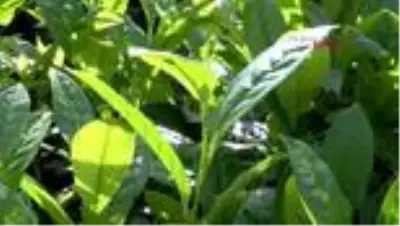 Seyahat kısıtlaması kaldırılan çay üreticileri üst düzey önlemlerle memleketlerine akın ediyor Seyahat kısıtlaması kaldırılan çay üreticileri üst düzey önlemlerle memleketlerine akın ediyor