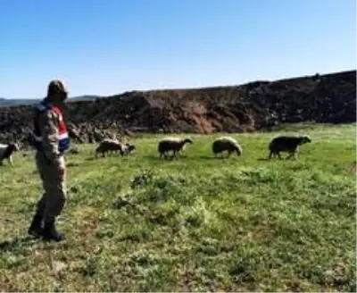 Elazığ'da kayıp koyunlar 9 saat sonra bulundu Elazığ'da kayıp koyunlar 9 saat sonra bulundu