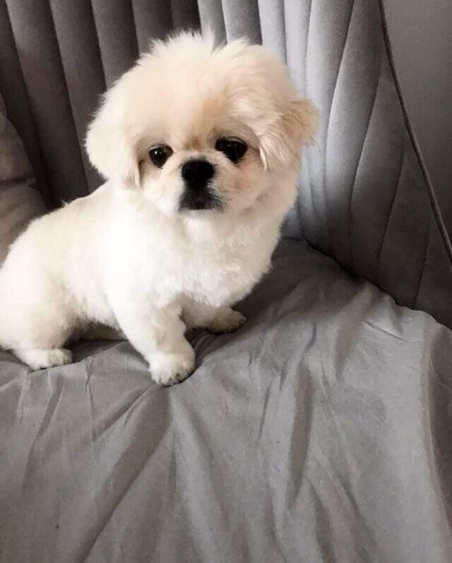 Ersin Korkut, arkadaşlarının kendisine aldığı köpeğin fotoğrafını duygusal bir mesajla paylaştı Ersin Korkut, arkadaşlarının kendisine aldığı köpeğin fotoğrafını duygusal bir mesajla paylaştı
