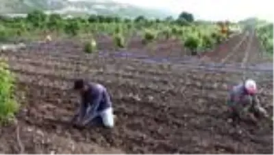 Gercüşlü çiftçiler korona virüse rağmen üretime devam ediyor