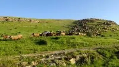 Göçerlerin yaylalara yolculuğu başladı Göçerlerin yaylalara yolculuğu başladı