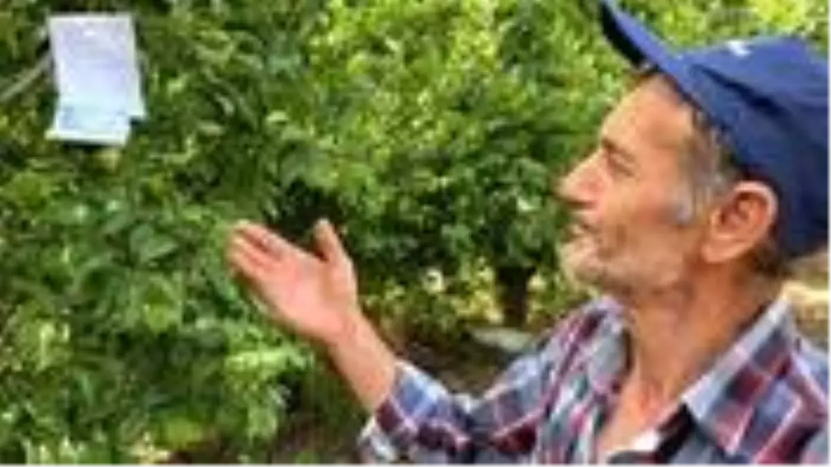 Hamile eşi için erik toplayan baba adayı, 100 lira para ile tarla sahibine not bırakarak helallik istedi