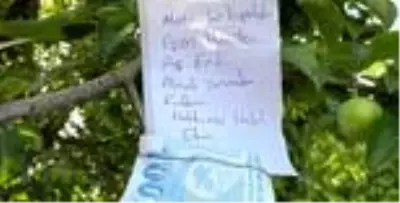 Hamile eşi için erik toplayan baba adayı, 100 lira para ile tarla sahibine not bırakarak helallik istedi Hamile eşi için erik toplayan baba adayı, 100 lira para ile tarla sahibine not bırakarak helallik istedi
