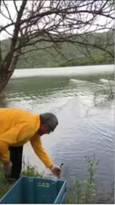 Kanala düşen yavru ördekleri Belediye Başkanı kurtardı Kanala düşen yavru ördekleri Belediye Başkanı kurtardı