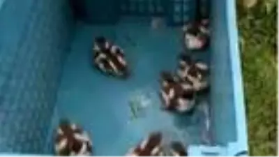 Kanala düşen yavru ördekleri Belediye Başkanı kurtardı Kanala düşen yavru ördekleri Belediye Başkanı kurtardı