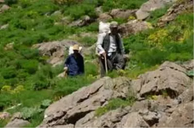 Kilometrelerce yol yürüyüp topladıkları pancarları satarak geçimlerini sağlıyorlar