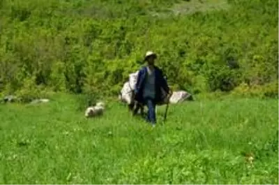 Kilometrelerce yol yürüyüp topladıkları pancarları satarak geçimlerini sağlıyorlar Kilometrelerce yol yürüyüp topladıkları pancarları satarak geçimlerini sağlıyorlar