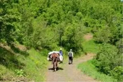 Kilometrelerce yol yürüyüp topladıkları pancarları satarak geçimlerini sağlıyorlar Kilometrelerce yol yürüyüp topladıkları pancarları satarak geçimlerini sağlıyorlar