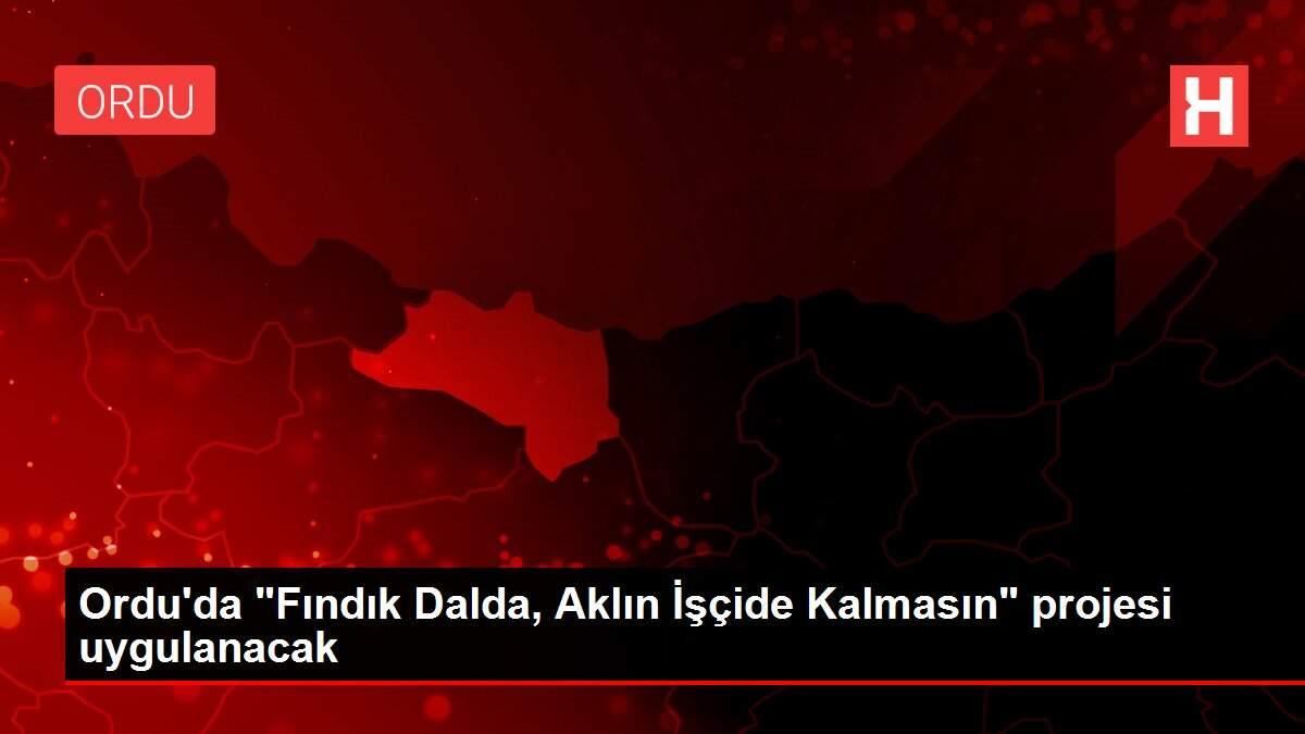 Ordu'da 'Fındık Dalda, Aklın İşçide Kalmasın' projesi uygulanacak