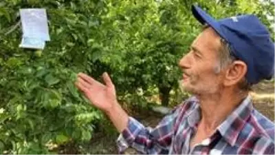 Hamile eşi için erik toplayan baba adayı, 100 lira para ile tarla sahibine not bırakarak helallik istedi Hamile eşi için erik toplayan baba adayı, 100 lira para ile tarla sahibine not bırakarak helallik istedi