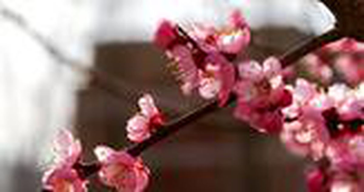 Sakura ne demek? Sakura ne anlama geliyor? TDK'ya göre sakura anlamı