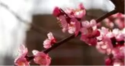 Sakura ne demek? Sakura ne anlama geliyor? TDK'ya göre sakura anlamı Sakura ne demek? Sakura ne anlama geliyor? TDK'ya göre sakura anlamı