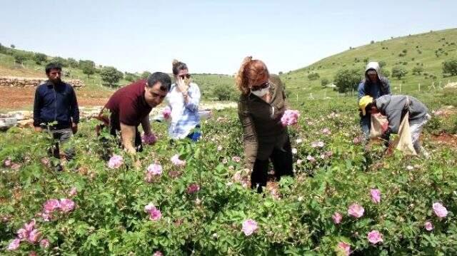 Şarkıcı Berdan Mardini, memleketi Mardin'e gül suyu fabrikası kurdu Şarkıcı Berdan Mardini, memleketi Mardin'e gül suyu fabrikası kurdu