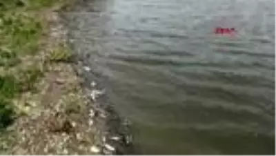 Tekirdağ'ın Çokal Barajı'nda balık ölümleri