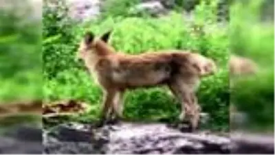 Tilki karnını doyurdu, kurt ise derede böyle serinledi