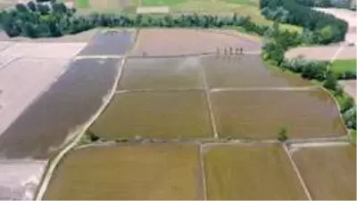 Türkiye'nin en kuzeyi Sinop'ta çeltik ekimi başladı Türkiye'nin en kuzeyi Sinop'ta çeltik ekimi başladı