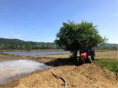 Türkiye'nin en kuzeyi Sinop'ta çeltik ekimi başladı Türkiye'nin en kuzeyi Sinop'ta çeltik ekimi başladı