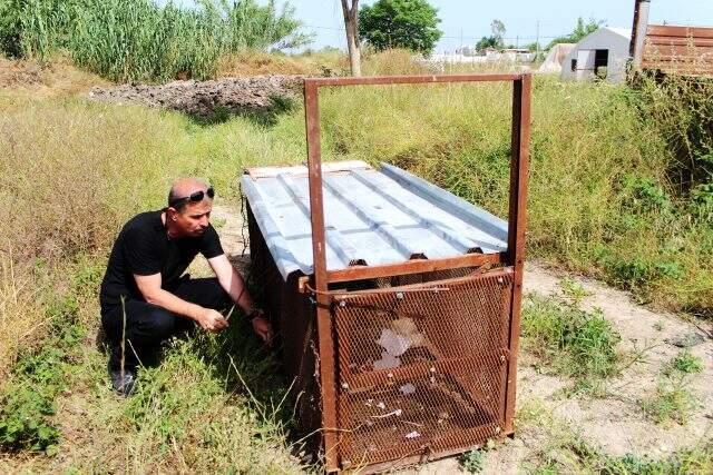 150 tavuğu telef eden tilki, 'Battal Gazi' taktiğiyle yakalandı 150 tavuğu telef eden tilki, 'Battal Gazi' taktiğiyle yakalandı