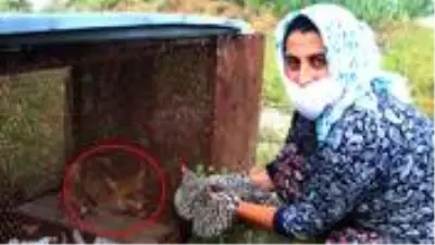 150 tavuğu telef eden tilki, 'Battal Gazi' taktiğiyle yakalandı 150 tavuğu telef eden tilki, 'Battal Gazi' taktiğiyle yakalandı