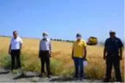 Arsuz'da 2 bin yıllık ata tohumu buğdayı hasadı Arsuz'da 2 bin yıllık ata tohumu buğdayı hasadı