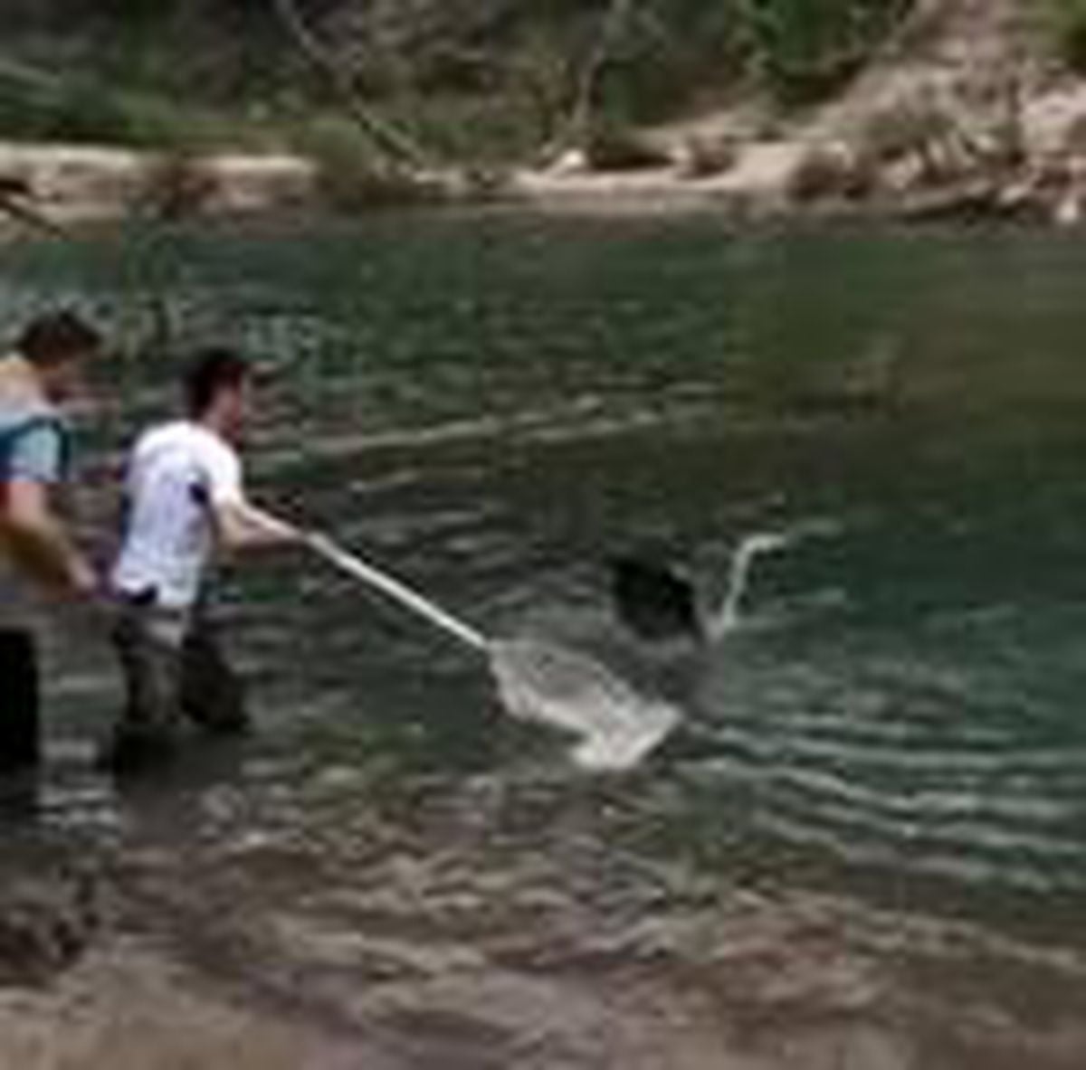 Ayağına misina takılan gri balıkçıl kurtarıldı