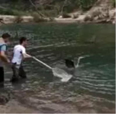 Ayağına misina takılan gri balıkçıl kurtarıldı