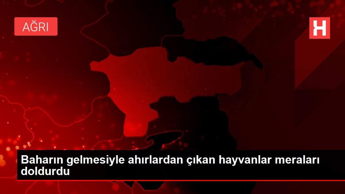 Baharın gelmesiyle ahırlardan çıkan hayvanlar meraları doldurdu