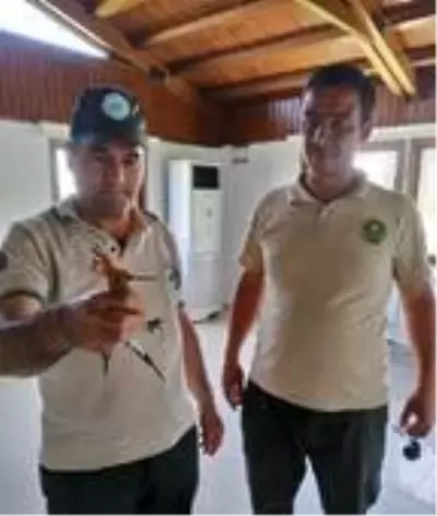 Bakıma muhtaç halde bulunan ibibik kuşu tedavi edildi Bakıma muhtaç halde bulunan ibibik kuşu tedavi edildi