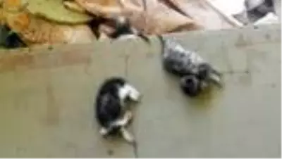 Öğrenciler biberonla besledikleri yavru kedileri başı kesilmiş halde buldu Öğrenciler biberonla besledikleri yavru kedileri başı kesilmiş halde buldu