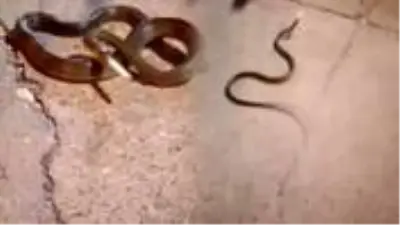 Bir grup esnafın yakaladıkları yılana yaptıkları sigaralı eziyet tepki çekti Bir grup esnafın yakaladıkları yılana yaptıkları sigaralı eziyet tepki çekti