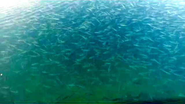 Boğaz'da şaşkına çeviren görüntü! Denizin yüzeyi komple balıkla kaplandı