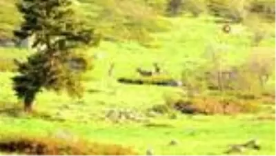 Bolu'da, geyik sürüsü doğal yaşamlarında görüntülendi Bolu'da, geyik sürüsü doğal yaşamlarında görüntülendi