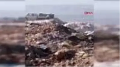 DENİZLİ Çöpe atılan köpek cesetleri tepki yarattı DENİZLİ Çöpe atılan köpek cesetleri tepki yarattı
