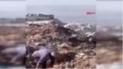 DENİZLİ Çöpe atılan köpek cesetleri tepki yarattı DENİZLİ Çöpe atılan köpek cesetleri tepki yarattı