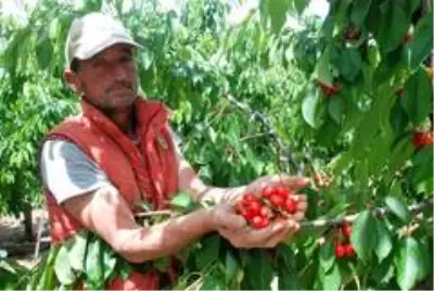 Erkenci kiraz tarlada 10 markette 25 lira Erkenci kiraz tarlada 10 markette 25 lira