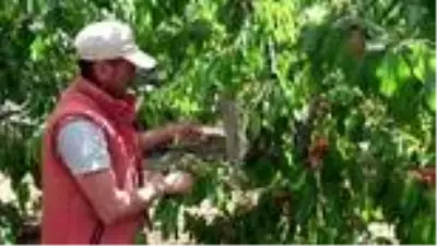 Erkenci kiraz tarlada 10 markette 25 lira Erkenci kiraz tarlada 10 markette 25 lira