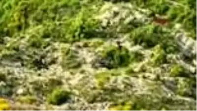Fotoğraf çektirirken 150 metreden uçuruma düşen genç kadın, ağır yaralandı Fotoğraf çektirirken 150 metreden uçuruma düşen genç kadın, ağır yaralandı