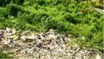 Fotoğraf çektirirken 150 metreden uçuruma düşen genç kadın, ağır yaralandı Fotoğraf çektirirken 150 metreden uçuruma düşen genç kadın, ağır yaralandı