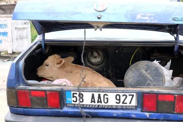 Hurdaya dönen araçtan 3 yaralı çıktı, bagajdaki buzağı olup bitenleri izledi Hurdaya dönen araçtan 3 yaralı çıktı, bagajdaki buzağı olup bitenleri izledi