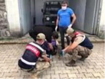 Jandarma, bulduğu kurt yavrularına sahip çıktı