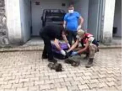 Jandarma, bulduğu kurt yavrularına sahip çıktı Jandarma, bulduğu kurt yavrularına sahip çıktı