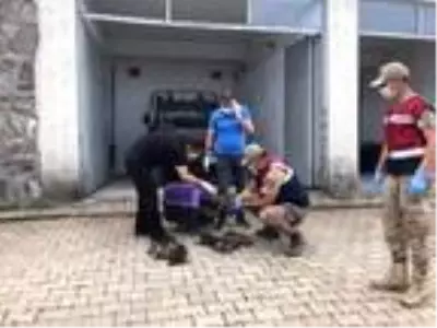Jandarma, bulduğu kurt yavrularına sahip çıktı Jandarma, bulduğu kurt yavrularına sahip çıktı