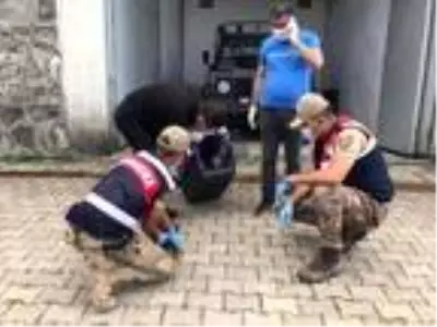 Jandarma, bulduğu kurt yavrularına sahip çıktı Jandarma, bulduğu kurt yavrularına sahip çıktı
