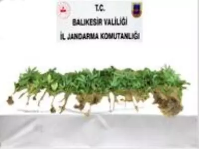 Jandarmadan kenevir bahçesine operasyon