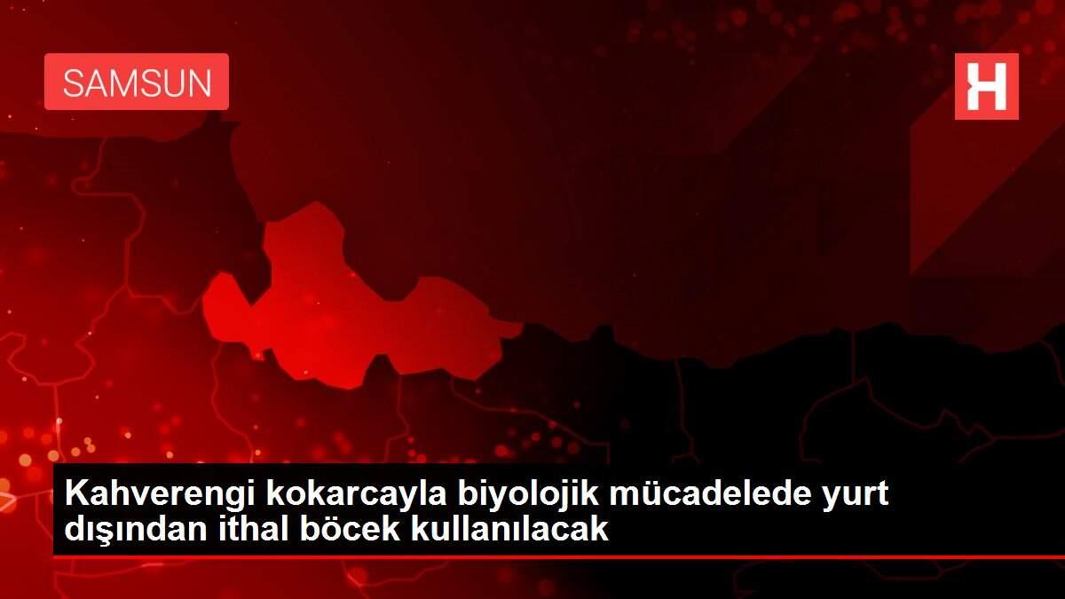 Kahverengi kokarcayla biyolojik mücadelede yurt dışından ithal böcek kullanılacak