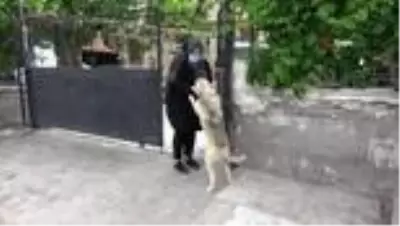 Kediler için ilaç almaya giden öğrenciler döndüklerinde korkunç manzarayla karşılaştı