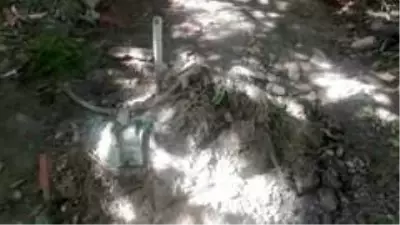 Öğrenciler biberonla besledikleri yavru kedileri başı kesilmiş halde buldu