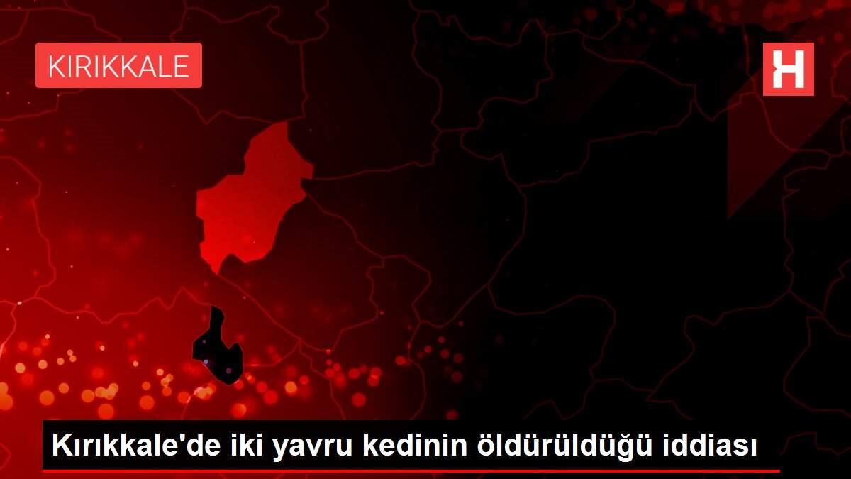 Kırıkkale'de iki yavru kedinin öldürüldüğü iddiası